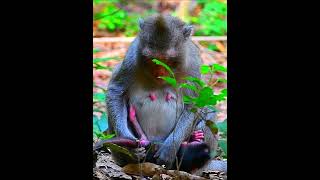 Very love mini newly baby monkey monkey [upl. by Ayikur]