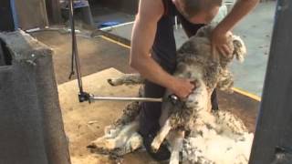 How to Shear  Shearing Merino sheep Fine Wool [upl. by Izogn599]