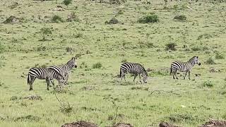 Zebras 🦓 sharing pasture with Ankole Longhorned cattle near Lake Mburo National Park [upl. by Alena]