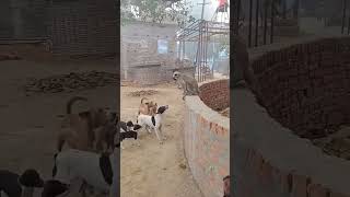 Dog VS Langoor monkey funny monkey comedy animal animals dog [upl. by Zanahs114]