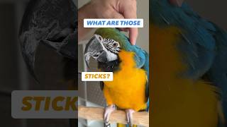 Bird has STICKS on its head – Parrot Pin Feathers amazing animals [upl. by Gervais370]