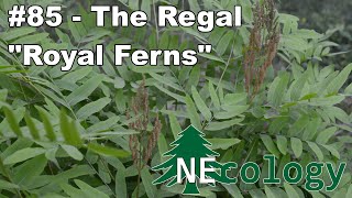 NEcology 85  The Regal quotRoyal Fernsquot [upl. by Baptista]