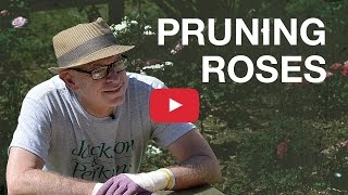 Pruning Roses [upl. by Healy]