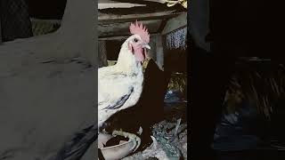 Desi murga desi murgi palan chicken hen murga shortsvideo aseelhen aseelmurga kadak nath [upl. by Wolfy]