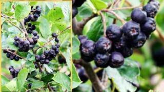 Top 10 Tips on Planting and Growing Aronia Berries Chokeberries [upl. by Luciano]