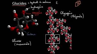 Introduction aux glucides [upl. by Eeldarb]