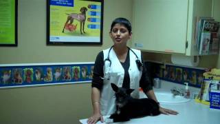 Phoenix Veterinarian Amrit Rai Introduces Sugarloaf Animal Clinic and Team [upl. by Ativak]