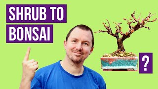 Flowering Bonsai from Nursery Stock Complete Repotting [upl. by Philipp248]