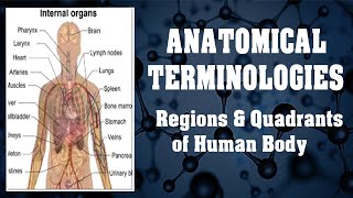 Anatomical Terminologies  Regions amp Quadrants of Human Body [upl. by Zarger354]