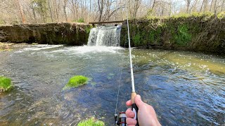 TROUT Fishing with NEW Spinner Technology BIG TROUT [upl. by Ivah798]