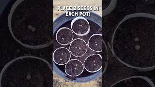 How to Sow Sweet Peas for Easy Planting in Spring Toilet Rolls [upl. by Akimrej]