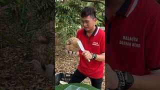 Malaysian Fresh Durian Unboxing Master  Fruit Cutting Skills [upl. by Greenberg499]