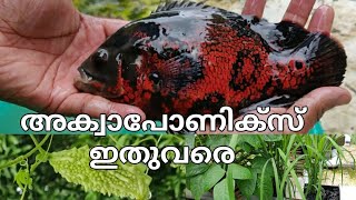 അക്വാപോണിക്‌സ് ഇതുവരെ  aquaponics kerala  aquaponics malayalam  NFT [upl. by Fonseca]