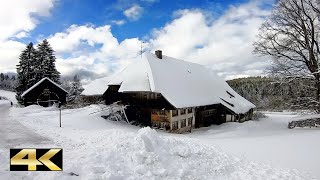 Winterwanderung  von Titisee nach Hinterzarten  Hochschwarzwald 🇩🇪 [upl. by Pierre]