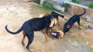 Caucasian shepherd vs Doberman Rottweiler and German shepherd [upl. by Abercromby]