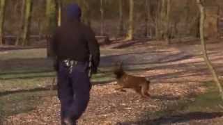 Training politiehonden  Overtreders  S01E13 [upl. by Mun]