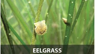 Eelgrass is Extraordinary [upl. by Haroppizt]