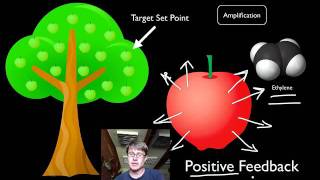 Positive and Negative Feedback Loops [upl. by Janine]