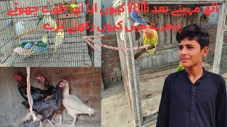 Eight month bad kyu vlog Aaya or parrots ko kyu choate cage me kyu rakhne pre [upl. by Anitsihc]