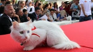 Cat Beauty Contest kedi güzellik yarışması  her türden en güzel kediler [upl. by Ardnovahs753]