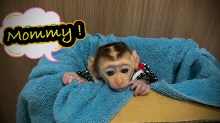 Grandma Gave Us A Baby Monkey To Take Home Baby Monkey ManKy ShiShi [upl. by Spense990]