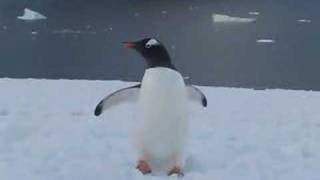 Gentoo Penguin Walking [upl. by Tracy]