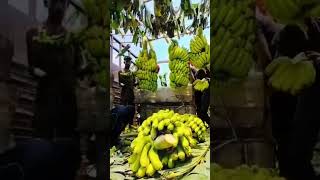 🍌Banana plot harvesting for export UAE banana ytshorts viralshort jalgaon temburi subscribe [upl. by Qiratla]