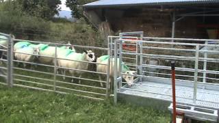 Prevent sheep lameness with new design footbath [upl. by Cornelius]