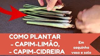 Como plantar CIDREIRA CAPIM LIMÃO CIDRÓ  Completo [upl. by Raynah874]