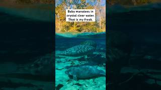 Baby manatees in crystal clear water is my freak 😍 florida wildlife manatee [upl. by Ezarra]