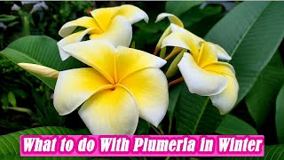 What to do With Plumeria Plants During Winter  Dormant Plumeria [upl. by Zachar]