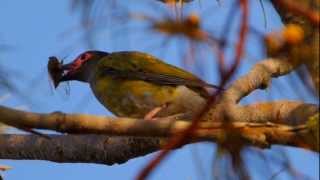 Australasian Figbird Sphecotheres vieilloti ♂  Australischer Feigenpirol 1 [upl. by Trinia]