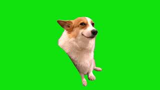 Smiling Corgi Dog Meme Green Screen Chroma Key Template [upl. by Sewoll]