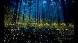 Fireflies Ringtone project vid  lower [upl. by Abihsot]