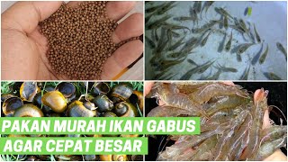 Ini dia Pakan Ikan Gabus Agar Cepat Besar [upl. by Westhead513]