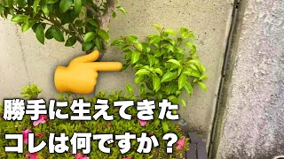 ９割が知らない（実生樹木の正体）早急に抜かないと危険⚠️ [upl. by Malinda]