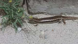 Xaħmet lart Ocellated Skink Chalcides Ocellatus [upl. by Iahc]