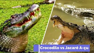 Crocodilo de água salgada vs 2 jacarés açus [upl. by Enicnarf]