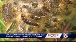 How to destroy browntail moth eggs now to prevent big problems next year [upl. by Saucy]