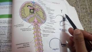 LATERAL VENTRICLES OF BRAINpart 3horns of venricle [upl. by Devondra487]