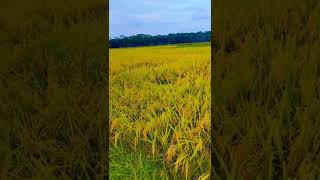 🌾 গ্রাম বাংলার ধানখেত 🌾™ YeAsiN ArAfaT Official ™ [upl. by Ecnatsnok]