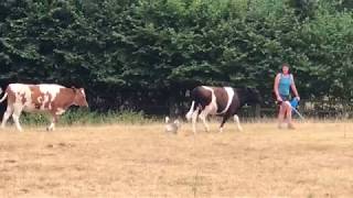 Tilly the Swedish Vallhund Herding 2 Shetland Cattle into the Barn July 2018 [upl. by Thorman]