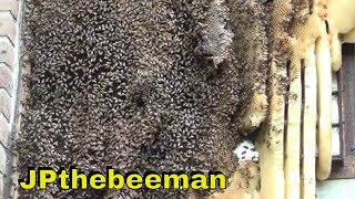 Massive Bee Hive Removed Alive [upl. by Enyleve543]