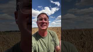 Should we pause soybean harvest Top Crop Agronomy Updates [upl. by Dov]