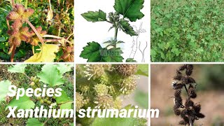 Xanthium strumarium  Plants of earth [upl. by Aerahs]