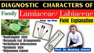 Family Labiateae Diagnostic Characters  Family Lamiaceae  Family Labiateae  Info Biodiversity [upl. by Esinnej561]