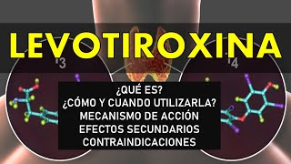 ¿Cómo tomar LEVOTIROXINA hipotiroidismo levotiroxina cardiologiaterapiaintensiva [upl. by Gerstein]