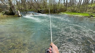 SO MANY TROUT Creek Fishing for Brook amp Brown TROUT [upl. by Prouty220]