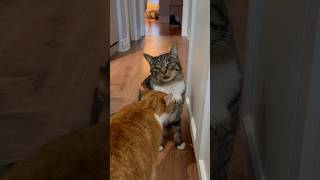 Bonded cats reuniting after the vet [upl. by Aymer]