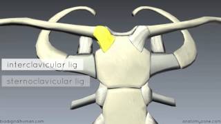 Sternoclavicular Joint  3D Anatomy Tutorial [upl. by Azial650]